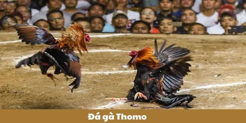 Những loại hình đặt cược đá gà Thomo hot nhất