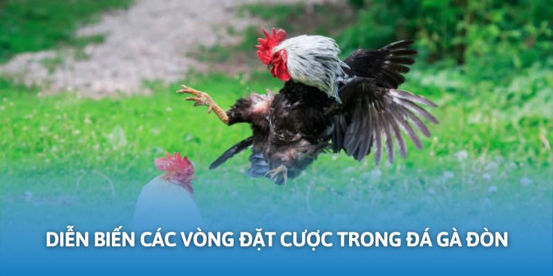 Diễn biến các phiên đặt cược đá gà đòn