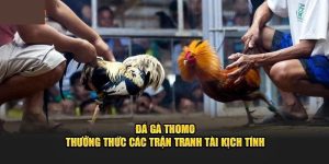 đá gà thomo