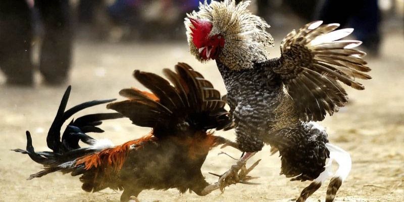 Kinh nghiệm giúp chiến thắng khi tham gia đá gà Thomo